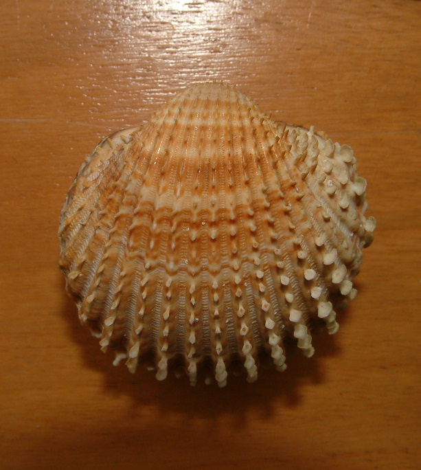 Acanthocardia deshayesi ed Acanthocardia echinata